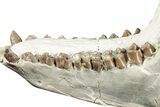 Fossil Oreodont (Merycoidodon) Mandible - South Dakota #355494-6